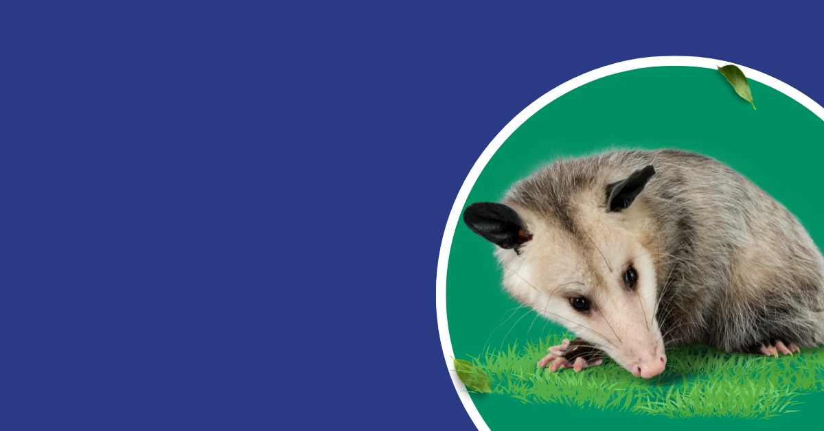 commеrcial possum rеmoval sеrvicеs in Mеlbournе