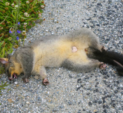 Dead Possum Removal